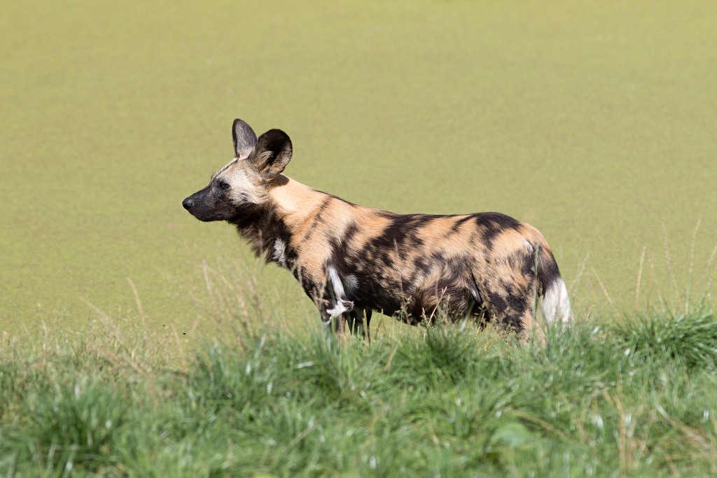 zoogdieren hdr natuur huisdieren zoogdier huisdier mammalia natuurmonumenten staatsbosbeheer zoo dierentuin